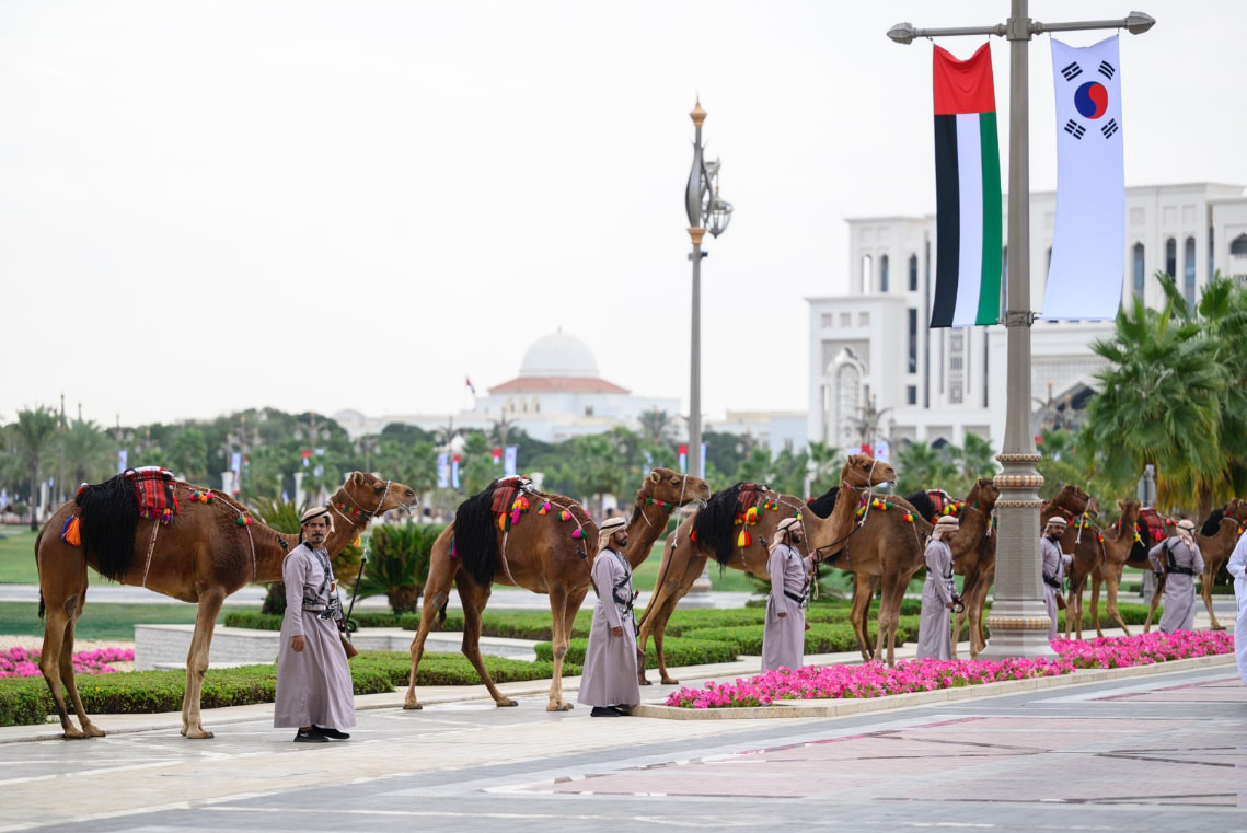 A line of men leading camels, in front of a government building, the UAE flag and the Korean flag is visible suspended from a lamp post